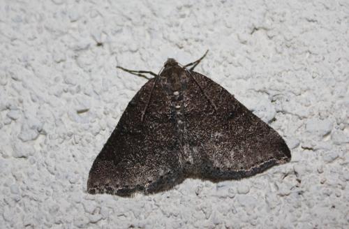 Aleucis distinctata